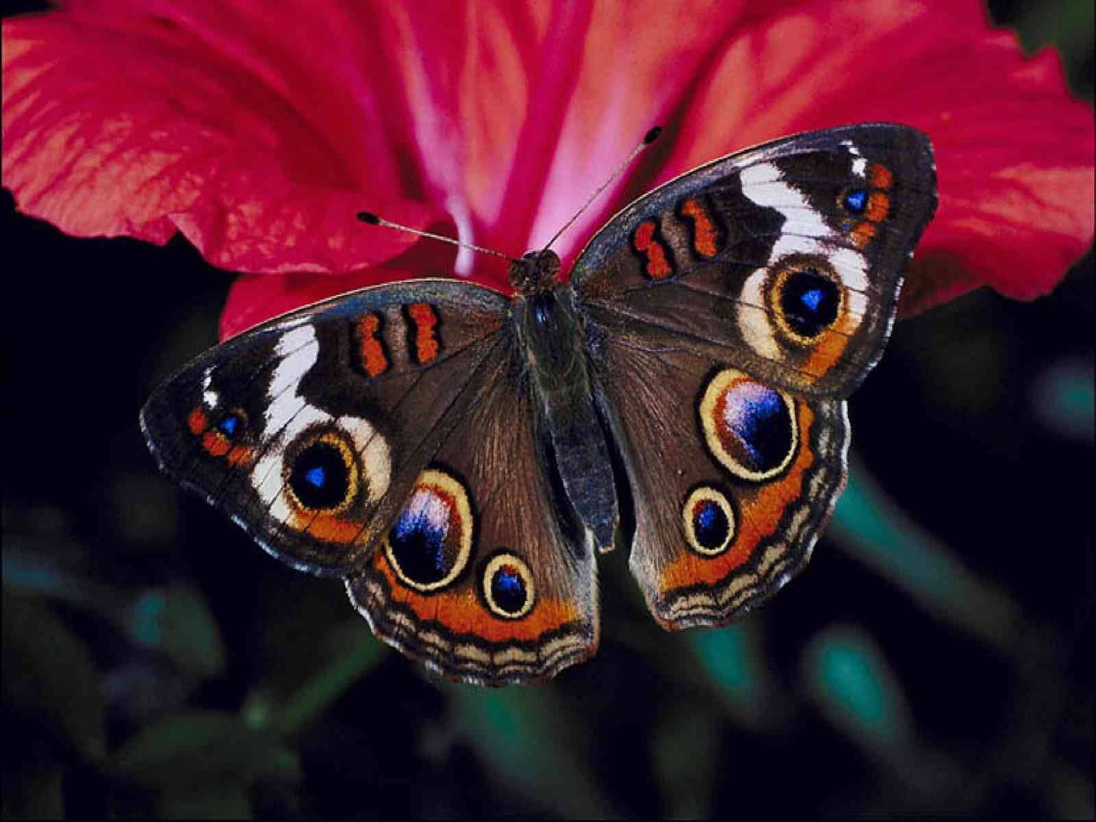 Quirli, der Schmetterling