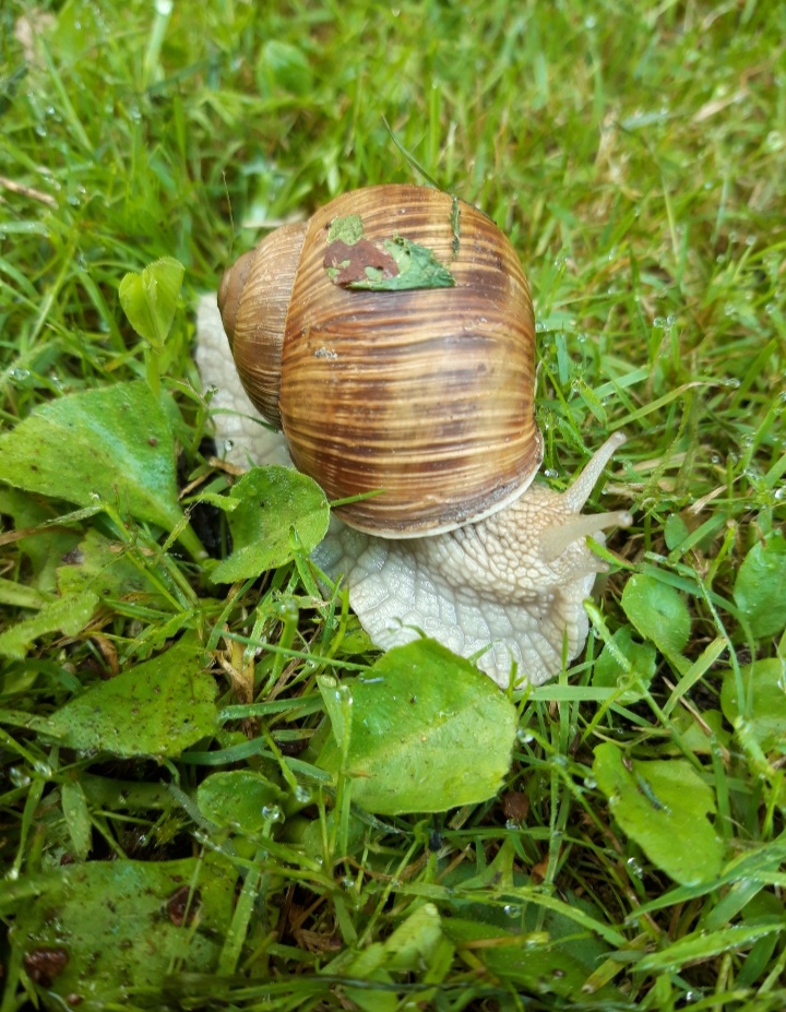 Die Schnecke