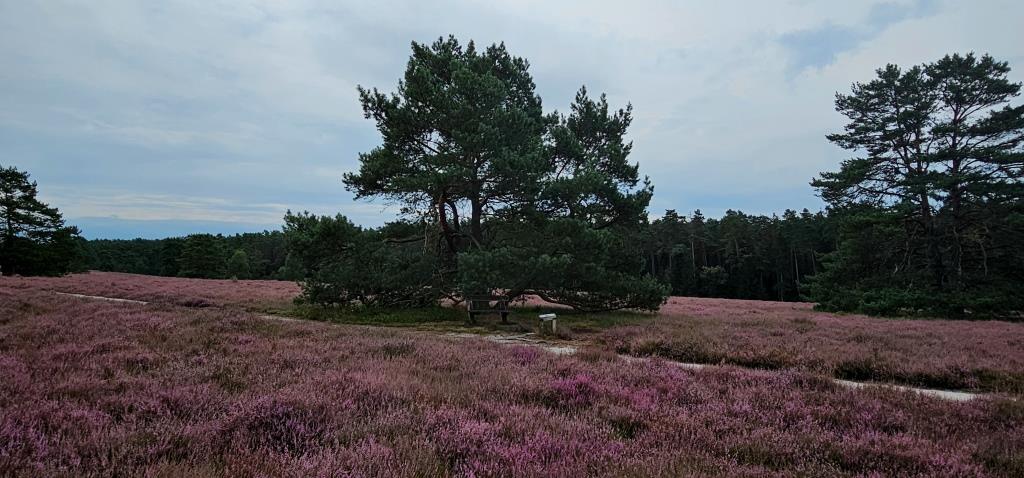 Lüneburger Heide