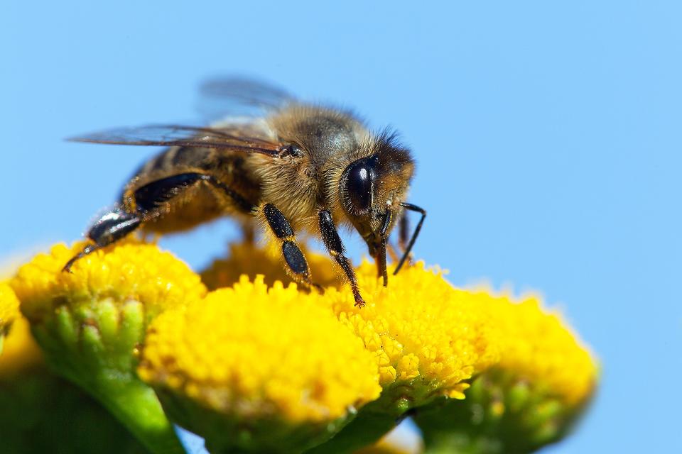 Die fließige Biene